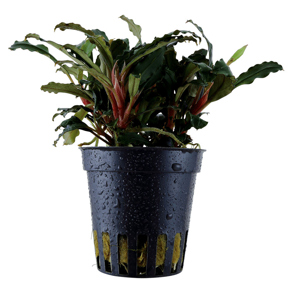 Bucephalandra sp, 'Red'