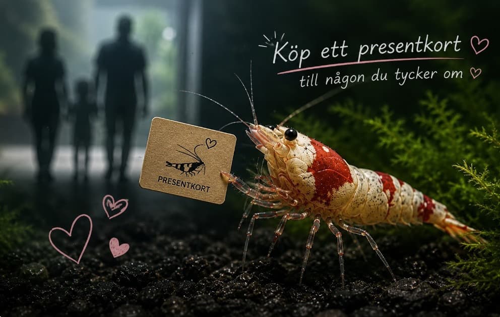 AquaShrimp presentkort