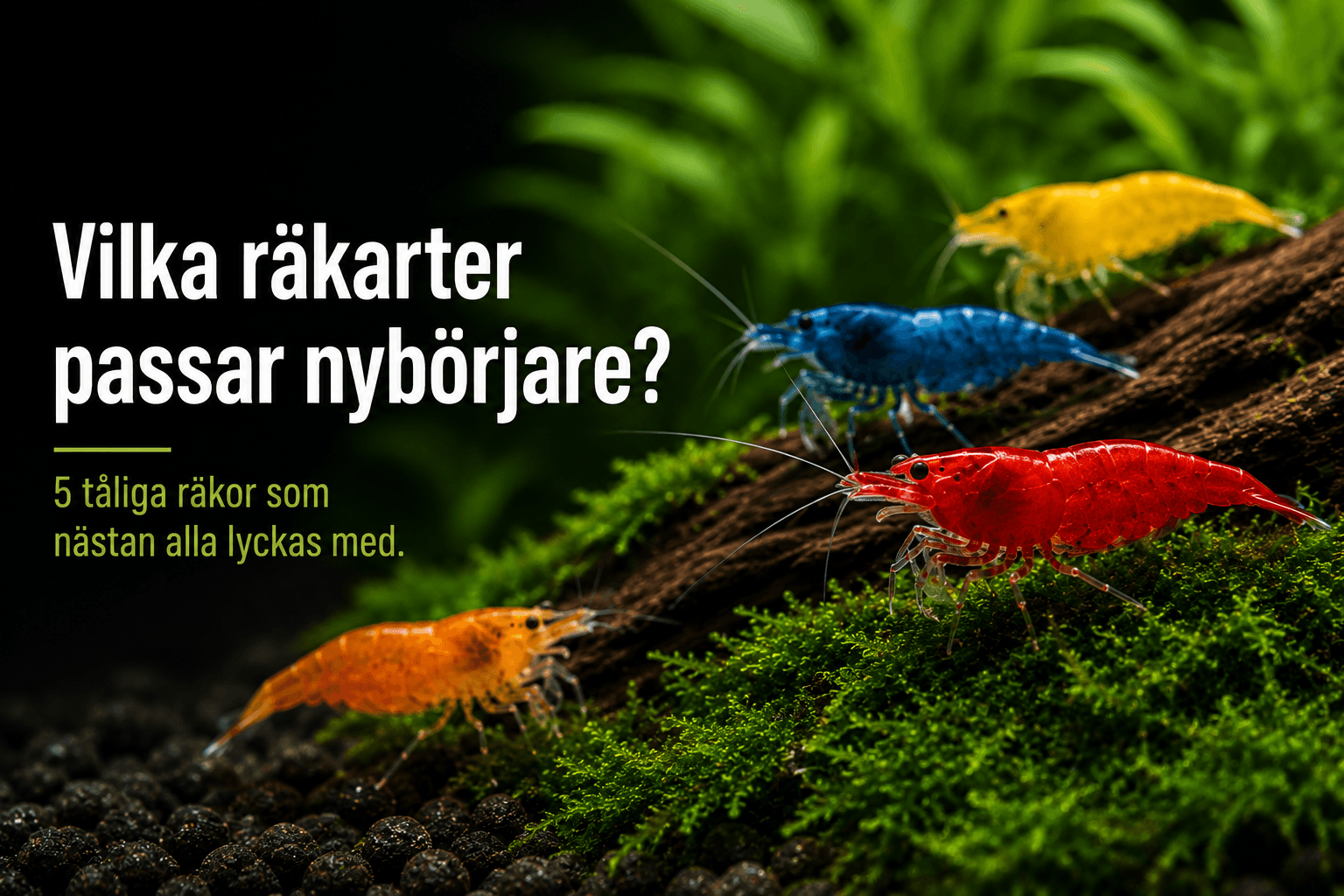 Vilka räkarter passar nybörjare?