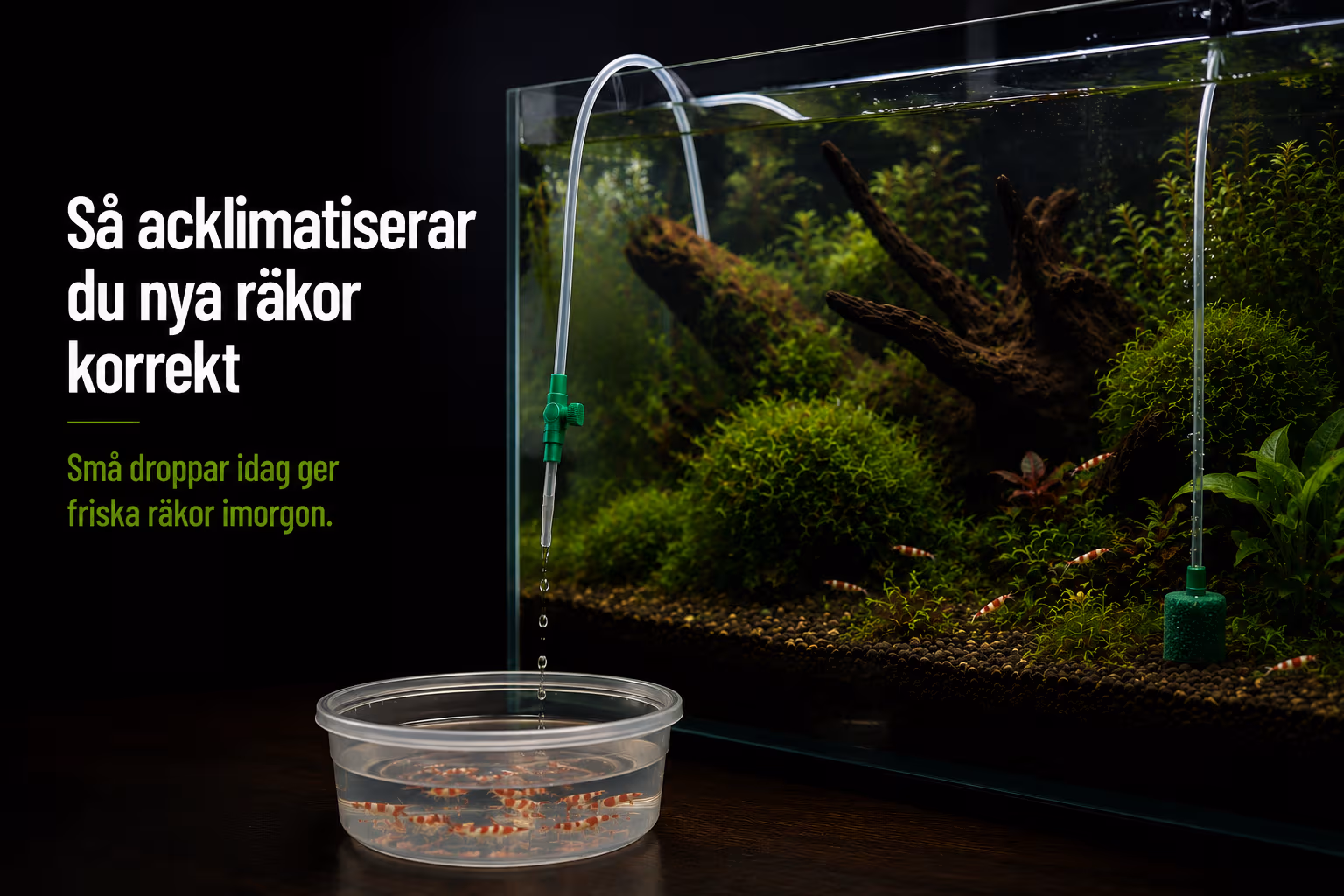 Så acklimatiserar du nya räkor korrekt