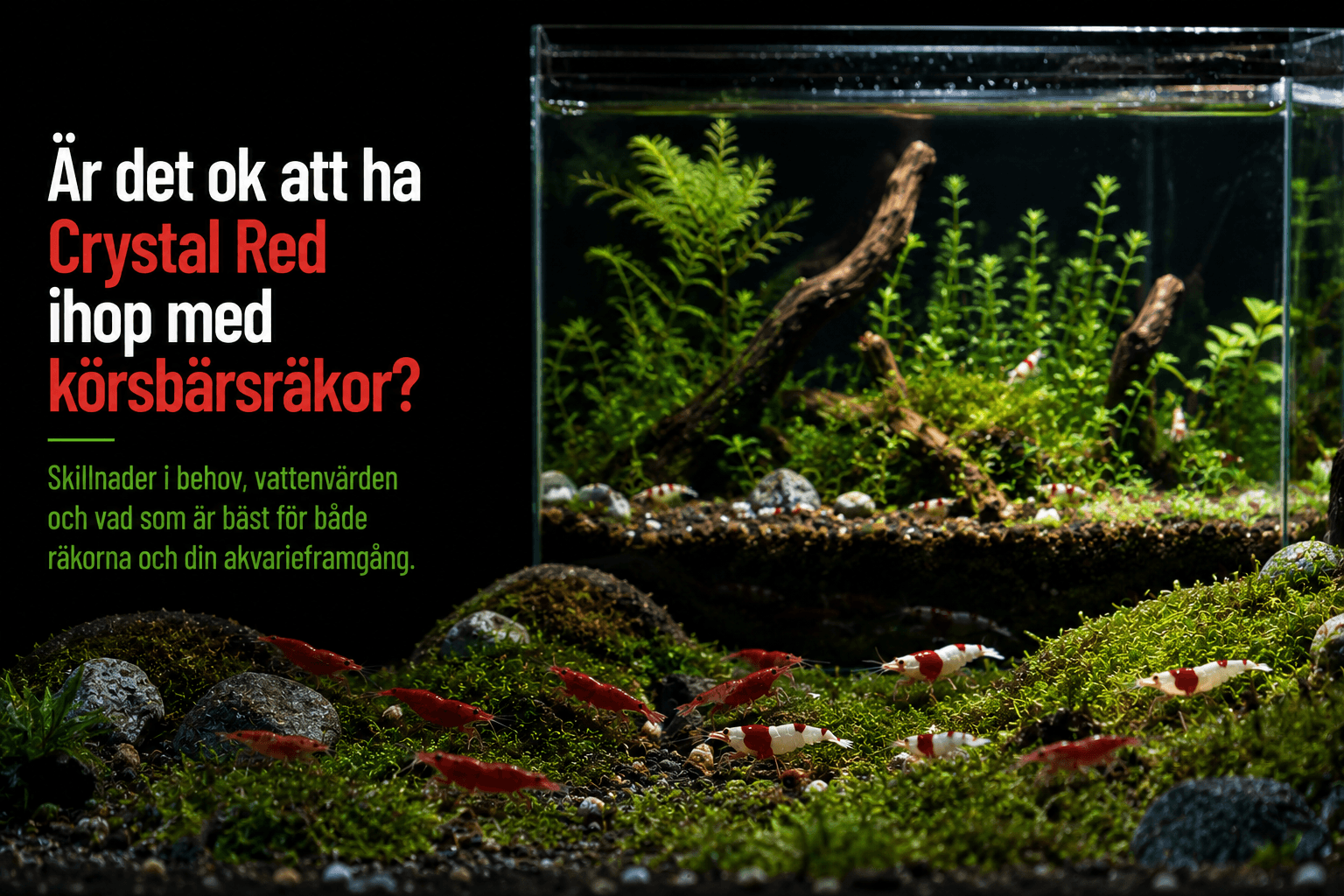 Kan Crystal Red och körsbärsräkor gå tillsammans?