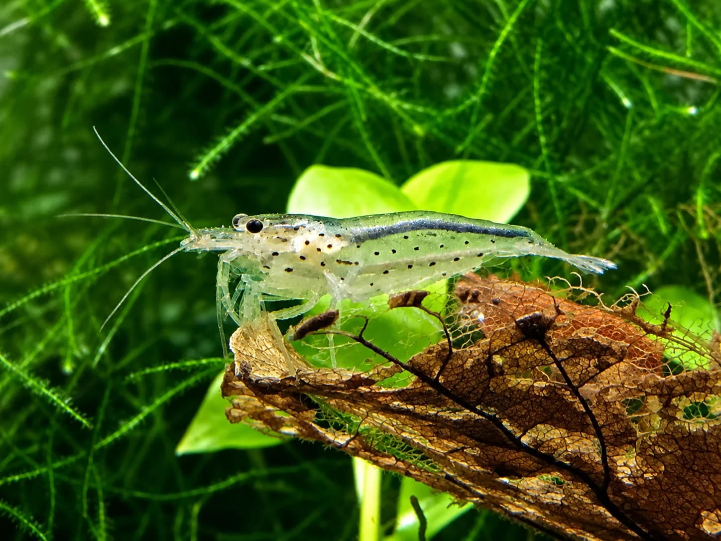 Amano